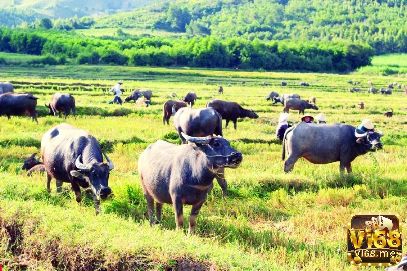 Mơ đàn trâu cho thấy sự may mắn và thành công trong kinh doanh